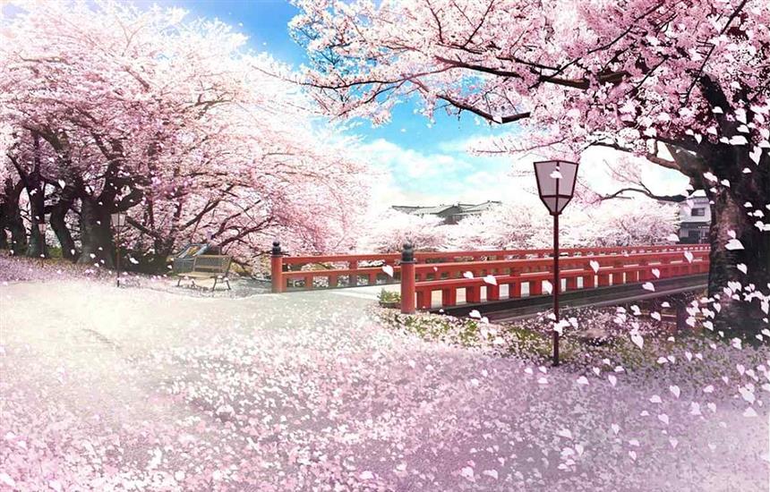 japan and cherry blossoms in spring